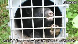 鮎貝小近くでクマを捕獲