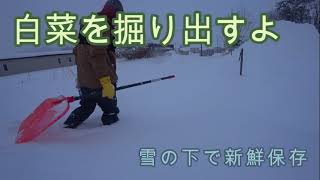 【新鮮野菜】雪の下から白菜　[Fresh vegetables] Chinese cabbage from under the snow