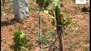 Seedless grape cultivation in Subtropics, kannada part 1