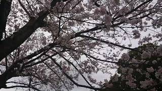 🌸今年もキレイでした(^-^)/‼️高塔山の桜🌸‼️曇り空でスミマセン🙏❗