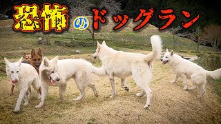 【閲覧注意】大型犬しかいないドッグランに気弱な豆柴が入ってみた…涙