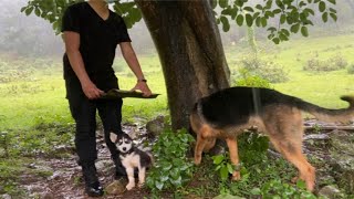 二哈：下雨天你带我到大树下避雨就不怕遭雷劈？？