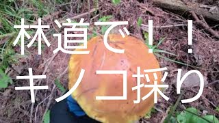 林道でキノコは採れる？キノコ狩り信州mushroom