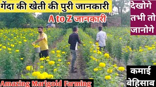 गेंदा की खेती की पुरी जानकारी // गेदा की खेती कैसे करे // Marigold Farming // गेंदा की खेती कब करें