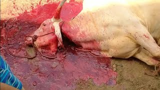 White Bull Qurbani In India 2021  Cow Qurbani Video