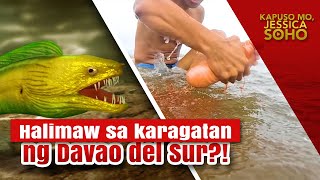 Halimaw sa karagatan ng Davao del Sur?! | Kapuso Mo, Jessica Soho