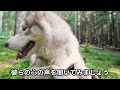 愛犬が飼い主をじっと見る行動