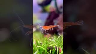 Orange shrimp swimming #slowmotion #slowmo #shrimp