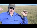 The Truth About Grazing Legumes