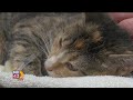 Pet Advice: Preventative care for viruses in cats