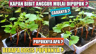 Cara Memupuk Bibit Anggur Import ‼️Kapan Pertama Kali Dipupuk \u0026 Berapa Dosisnya❓