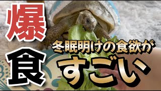 【#100】冬眠明けで爆食するロシアリクガメ