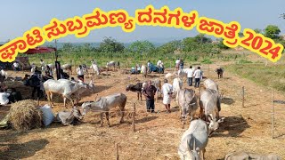 ಘಾಟಿ ಸುಬ್ರಮಣ್ಯ ದನಗಳ ಜಾತ್ರಾ ವಿಶೇಷ 2024