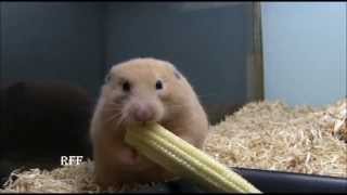 [Weird] Hamster Shoves Whole Corn on the Cob in Cheek