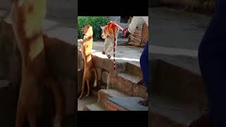 😅🐕🐯Prank Dog with Fake Tiger So Funny Dogs Prank Try To Stop Laugh 2023 #shorts 🐕