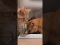 猫たちと経験した珍事件まとめww　 shorts funny 猫 吾猫