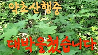 1천여그루 자연산 엄나무  생애첫반결#음나무#해동피#허리무릎통증#기보충