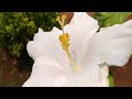 fragrant white hibiscus flower bloomed in garden flowersandme