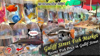 Kolkata Galiff Street Fish Market Recent Video | Recent Fish Price In Galiff Street | 29.12.2024