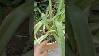 How to make mature bulbs of Amaryllis lily #bulbs#utubeshorts #shabnooraligardening