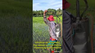 SAKRIPISYO NG MAGSASAKA: PAG-AALAGA SA PALAY PARA SA HAPUNAN NG BAWAT PILIPINO