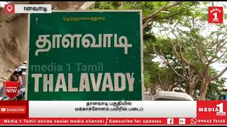 #தாளவாடி மக்காச்சோளம் பயிரில் படைப்பூழு தாக்கம் அதிகரிப்பு விவசாயிகள் வேதனை