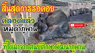 คลอดแล้วแม่พันธุ์หมูดำภูพาน  #หมูป่าท่งนาฟาร์ม #หมูดำภูพาน