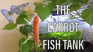 The Carrot Fish Tank (yes, it grew) | ONE WEEK PROGRESS 🥕