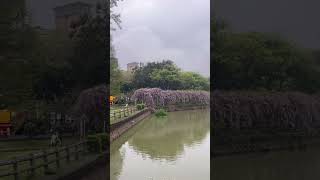 #大湖紀念公園 2024/3/30