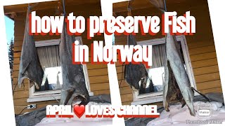 How to preserve fish in Norway | Unsalted | Drying fish without salt