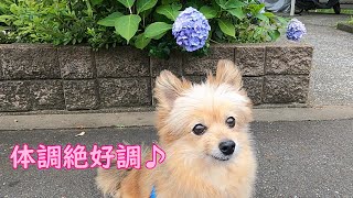 心臓の薬を増やしたらとても体調が良さそうな保護犬のレオン