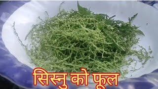 सिस्नुको फूल खानु मिठो मात्र नभएर औषधीको रूपमा पनि मानिन्छ (sajha Chautari Sukraj Rai।