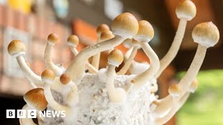 Magic-mushroom drug can treat severe depression, trial suggests - BBC News