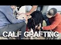 Graft A Calf With Us! TW: Deceased Calf