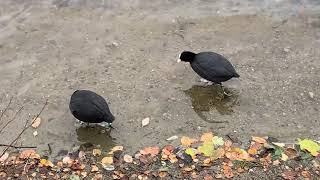 Eurasian Coot - Sothøne (Fulica atra)