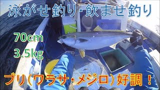 泳がせ釣り（飲ませ釣り）でブリ（ワラサ・メジロ）が釣れた！！