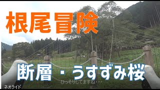 根尾冒険・ロードバイク自転車旅【薄墨桜・根尾谷断層・神社】