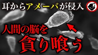 【致死率97％】プールで泳いでいた男性→アメーバが脳をビュッフェ状態で貪り食う恐怖の悲劇…「脳喰いアメーバ事件」