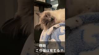 【問題】この猫は寝てる？😴