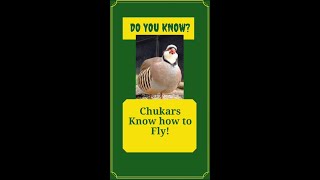 Do You Know? Chukar know how to fly. Chakor facts you must knw.