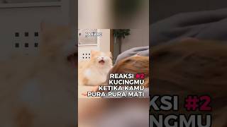 Reaksi kucing ketika kamu berpura-pura