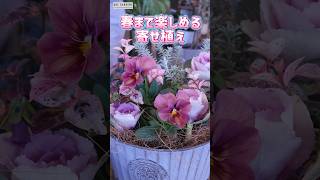 【寄せ植え】春まで楽しめるビオラしんしんと葉牡丹の寄せ植え    #園芸 #ガーデニング