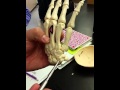 Bones of the Appendicular skeleton part 2 Upper Limb Hand details