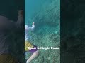 spearfishing palau fishing fishingvideo fishingshorts bayoubanana fishing in palau 🇵🇼