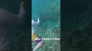 #spearfishing #palau #fishing #fishingvideo #fishingshorts Bayoubanana fishing in Palau! 🇵🇼