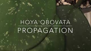 Hoya obovata propagation