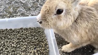 【感涙】うさぎが…気づいてくれました…っ！！！