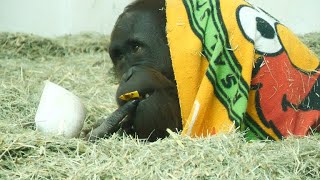 レイトの兄ちゃんハヤト（Rate's older brother Hayato）　とべ動物園　オランウータン　202202