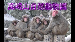 高崎山自然動物園 (サルと自然が満喫できる場所)