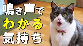 猫の鳴き声にはどんな意味がある？鳴き声からわかる猫の気持ち【保護猫】